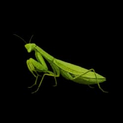 Praying Mantis AnimalDex icon