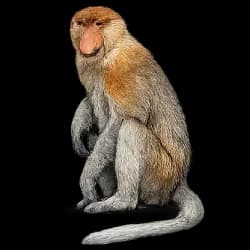 Proboscis Monkey AnimalDex icon