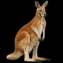 Red Kangaroo AnimalDex icon