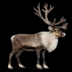 Reindeer AnimalDex icon