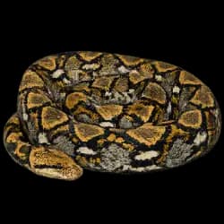 Reticulated Python AnimalDex icon