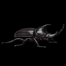 Rhinoceros Beetle AnimalDex icon