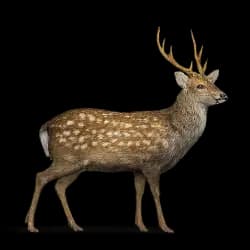 Sika Deer AnimalDex icon