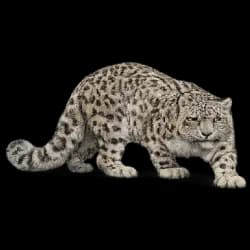 Snow Leopard AnimalDex icon
