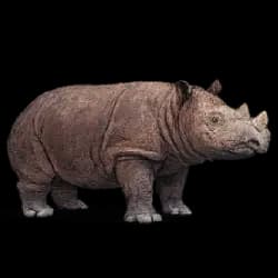Sumatran Rhinoceros AnimalDex icon