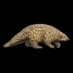 Sunda Pangolin AnimalDex icon