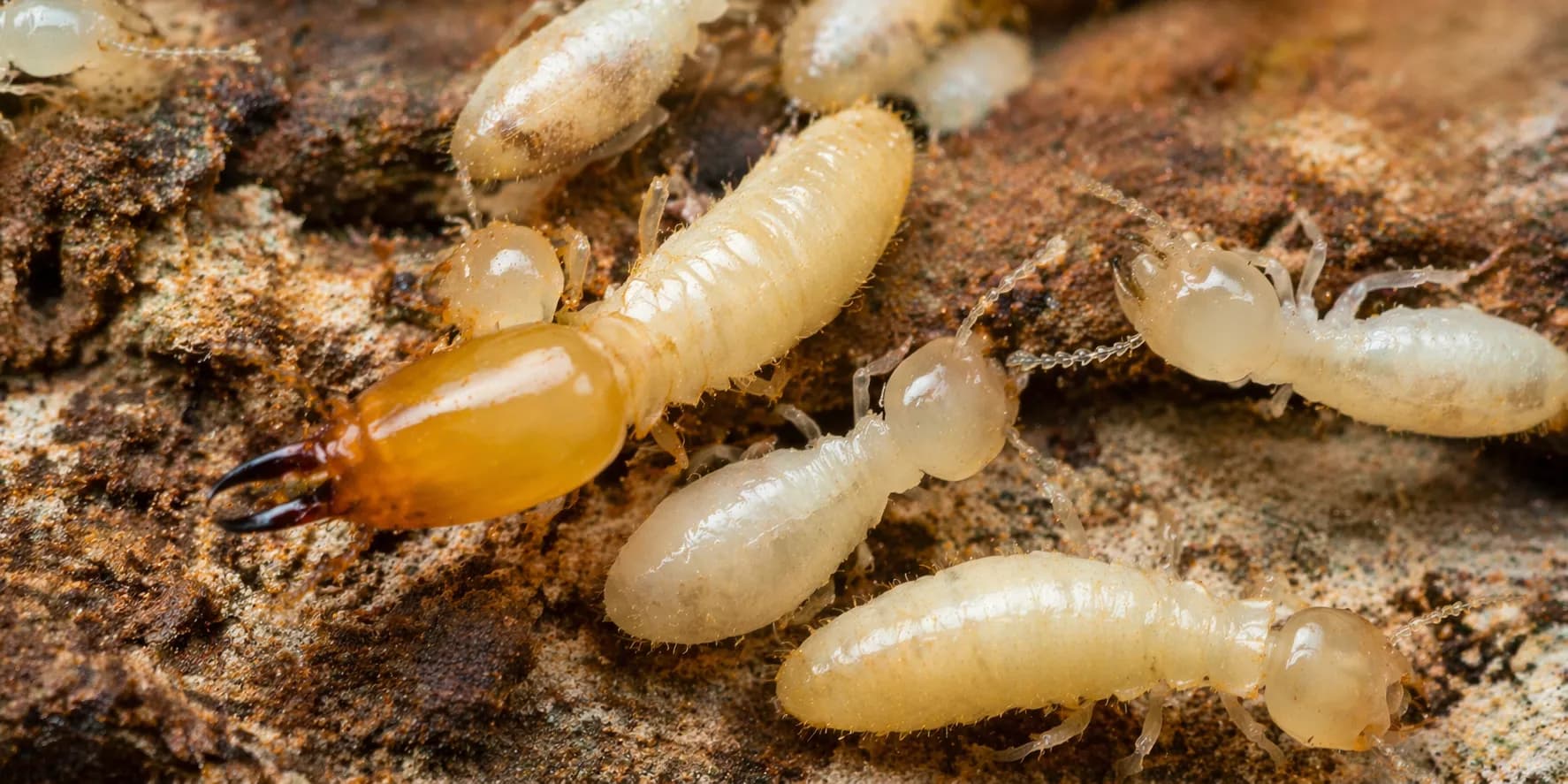 Termites close-up featured image for the AnimalDex article on living infrastructure and mound engineering