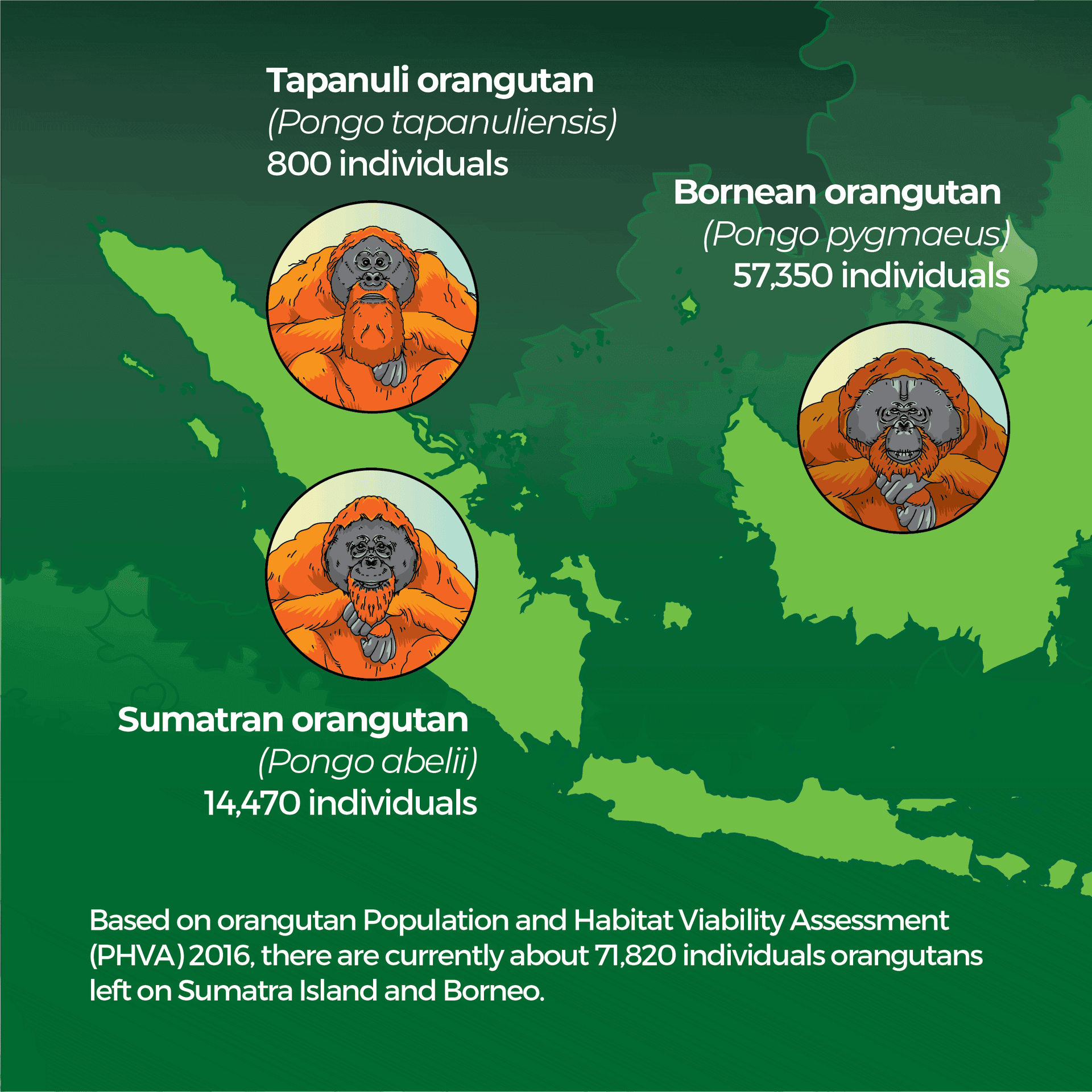 Types of orangutans comparison image covering Bornean, Sumatran, and Tapanuli orangutans