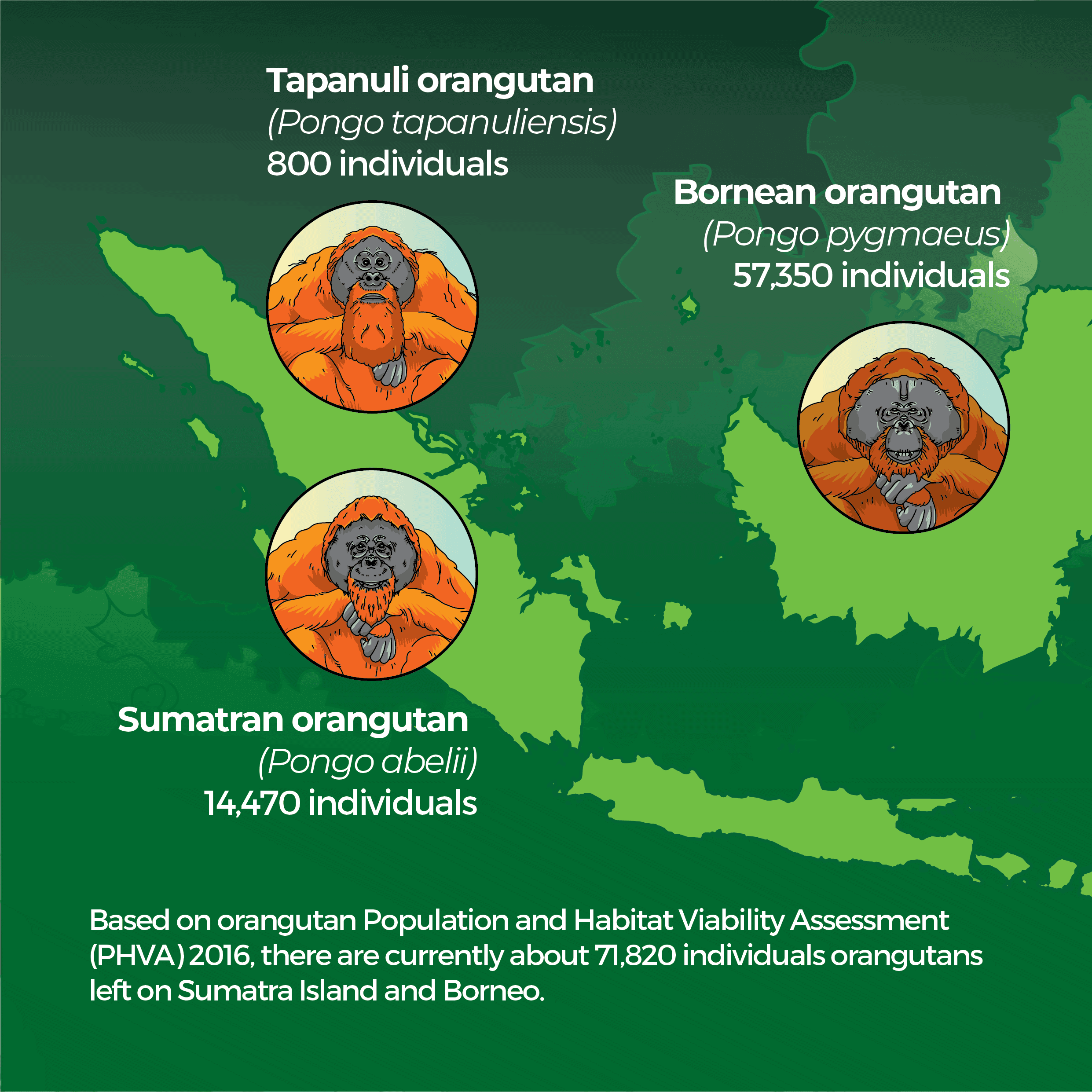 Types of orangutans comparison image covering Bornean, Sumatran, and Tapanuli orangutans