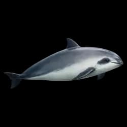 Vaquita AnimalDex icon