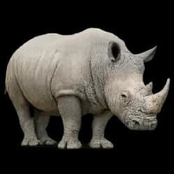 White Rhinoceros AnimalDex icon
