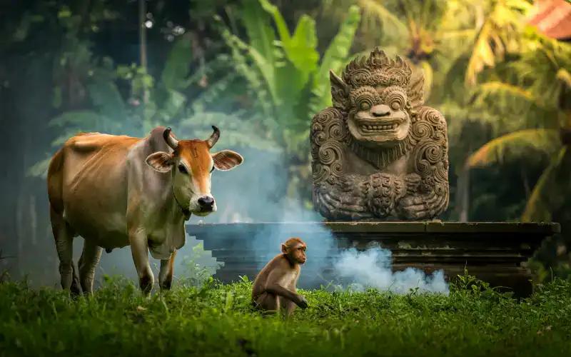 Animals in Bali featured image for the AnimalDex 2026 Bali spotting guide