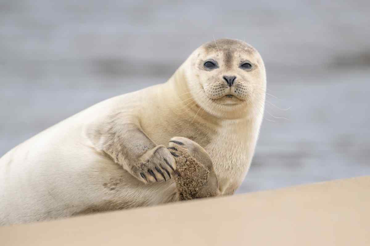 Iceland seals featured image for the AnimalDex Iceland location guide