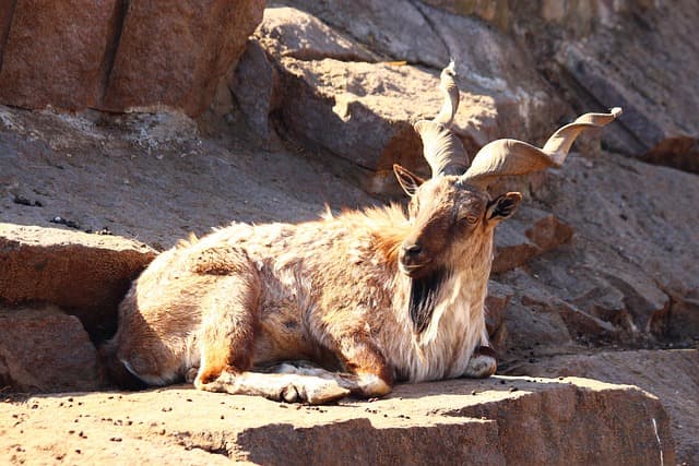 Markhor featured image for the AnimalDex Pakistan location guide
