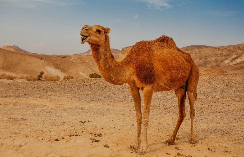 Desert animals of Israel featured image for the AnimalDex Israel location guide