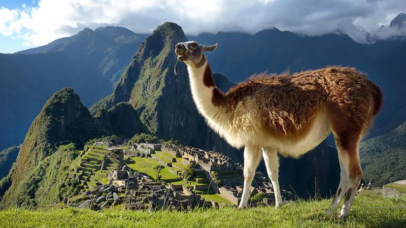 Peru wildlife featured image for the AnimalDex location guide