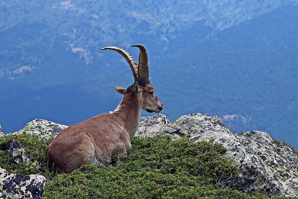 Spain wildlife featured image for the AnimalDex Spain location guide