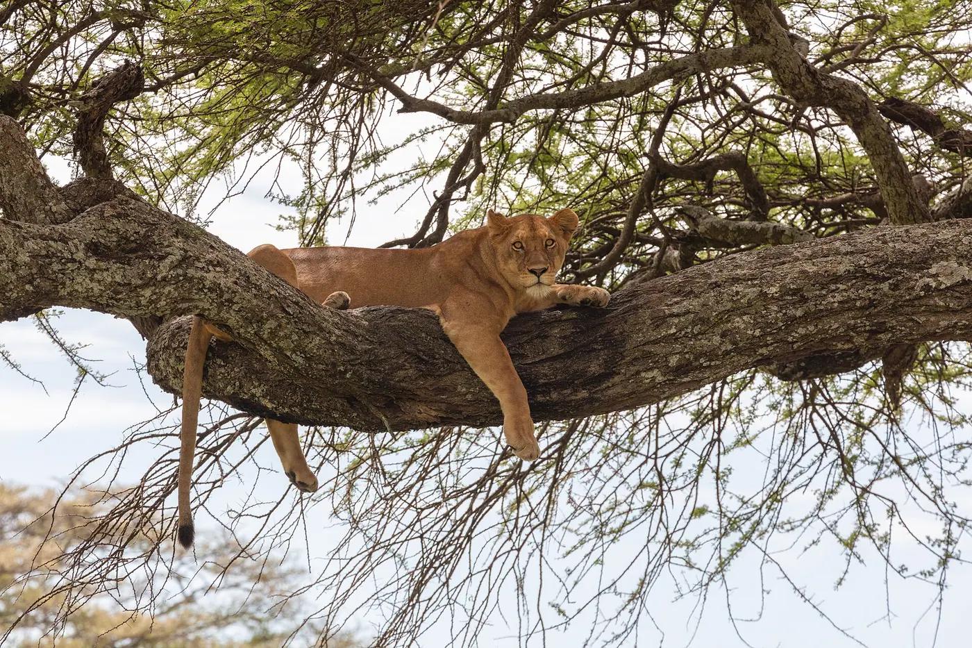 Lion resting in the grass in Serengeti National Park