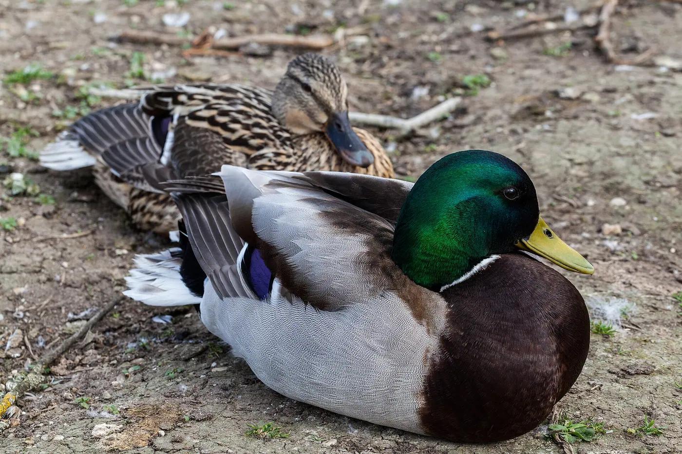 Mallard drake and hen resting on bare ground
