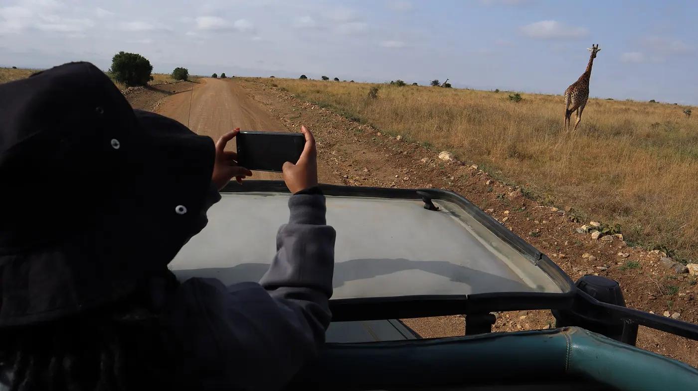 A traveller photographs a giraffe with a phone from a safari vehicle