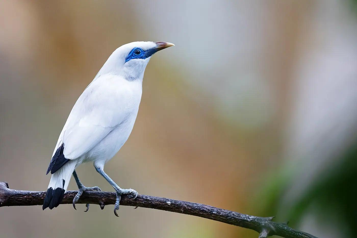 Bali myna perched on a branch