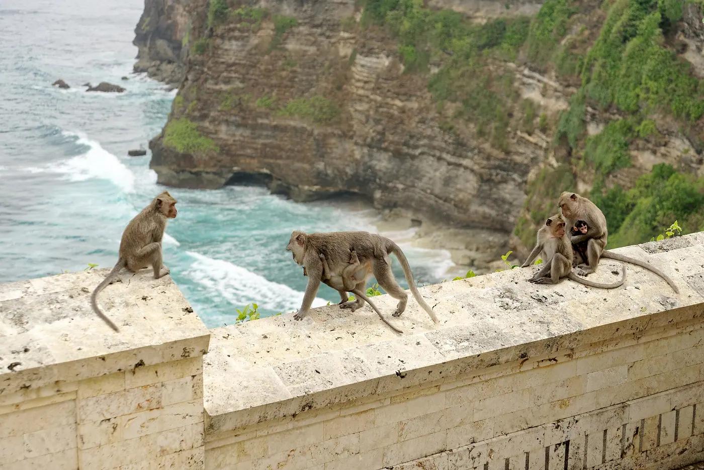Long-tailed macaques on the temple wall at Uluwatu above the sea cliffs