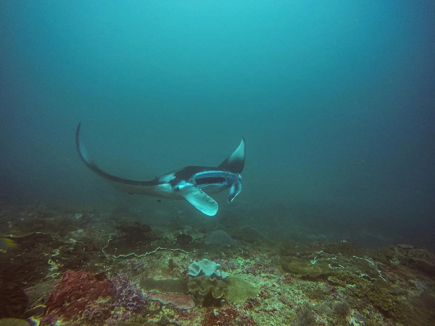 Reef manta ray swimming over a coral reef