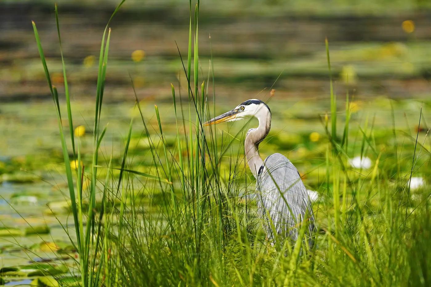 Great blue heron standing among reeds in a wetland