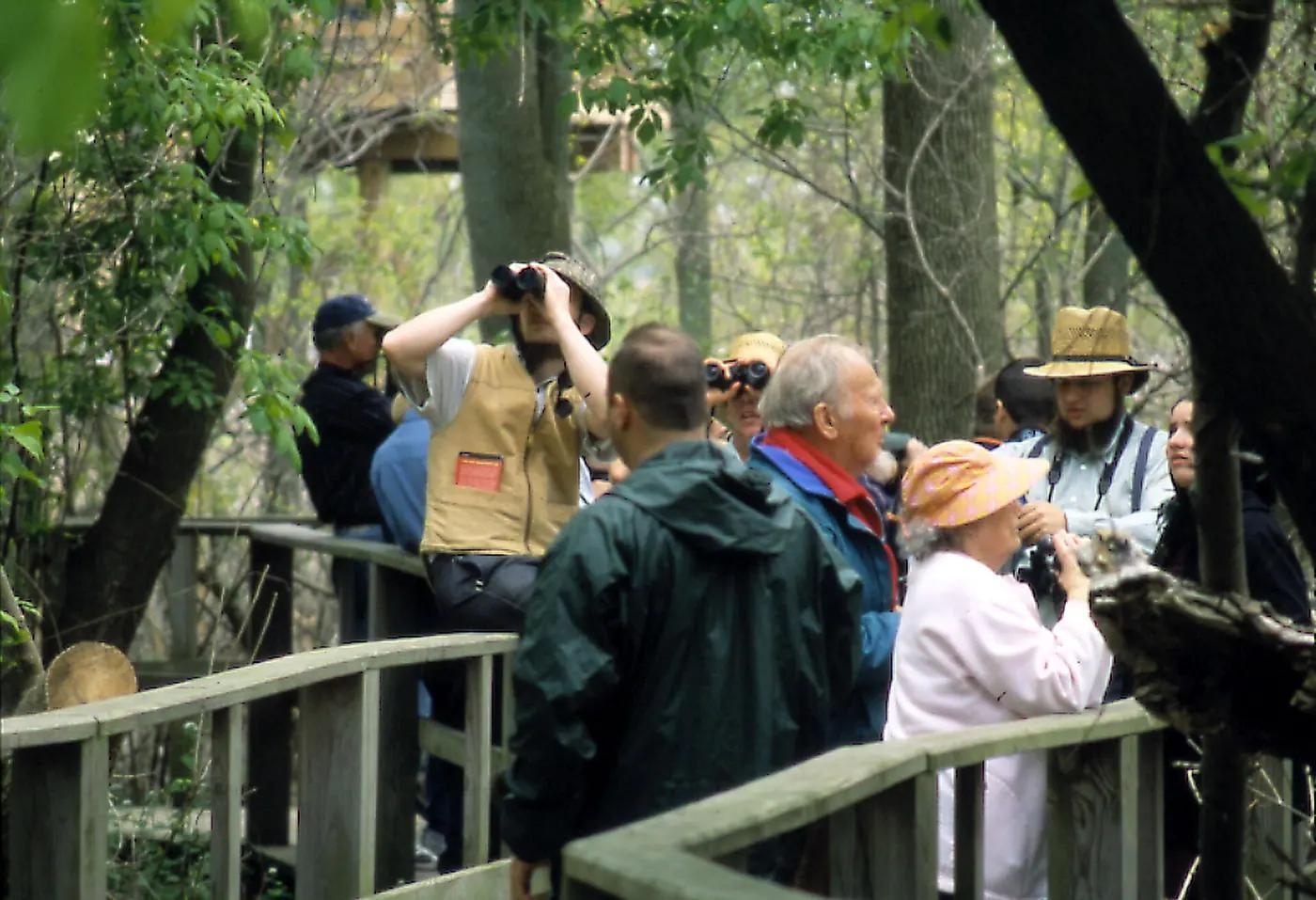 A crowd of birdwatchers with binoculars on a wooden boardwalk through spring woodland at Magee Marsh