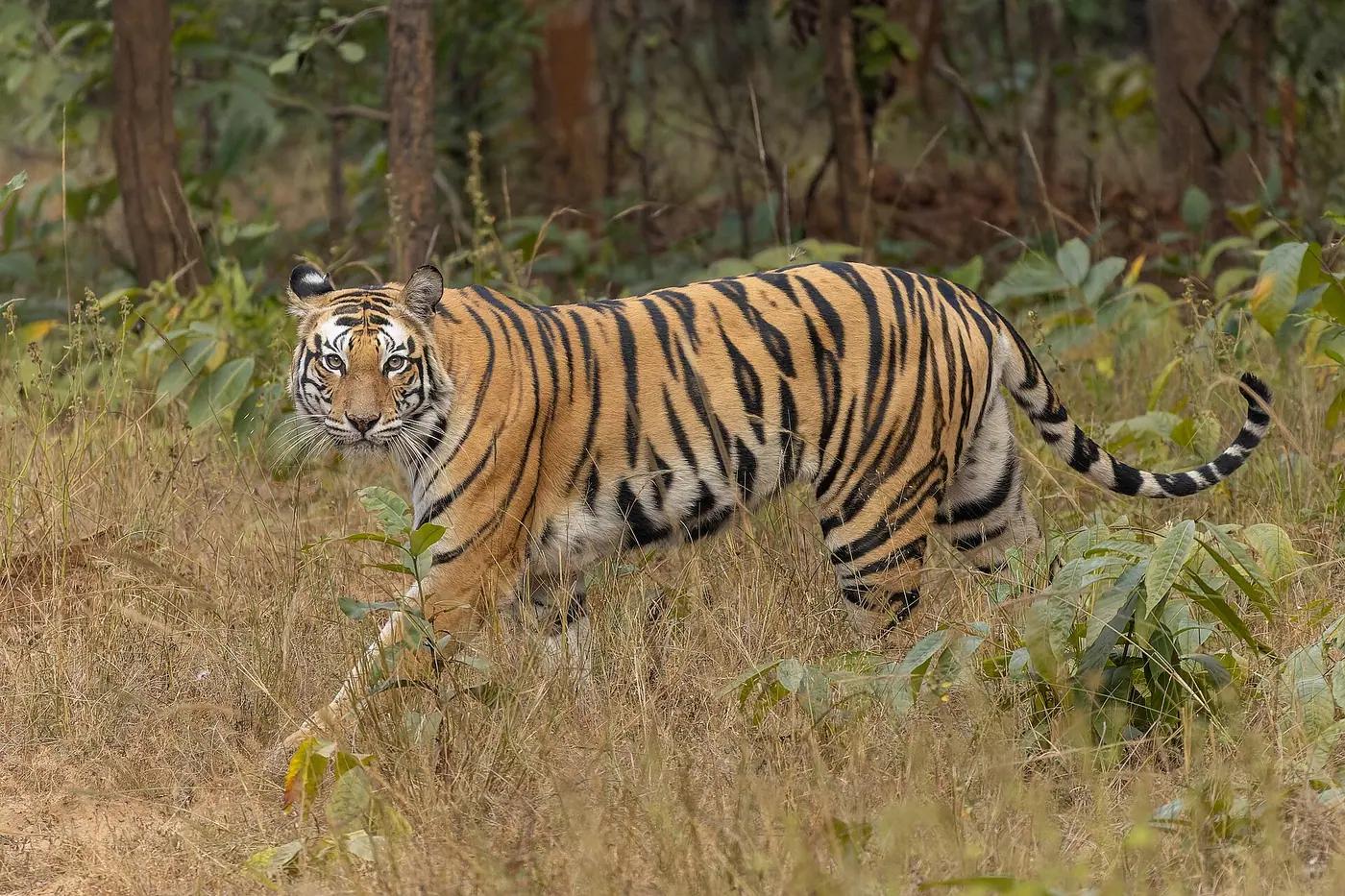 Bengal tiger walking through grass