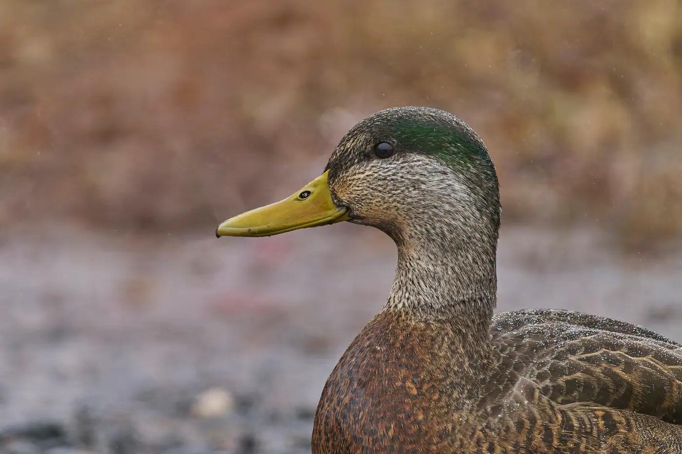 Dabbling duck resting on the ground