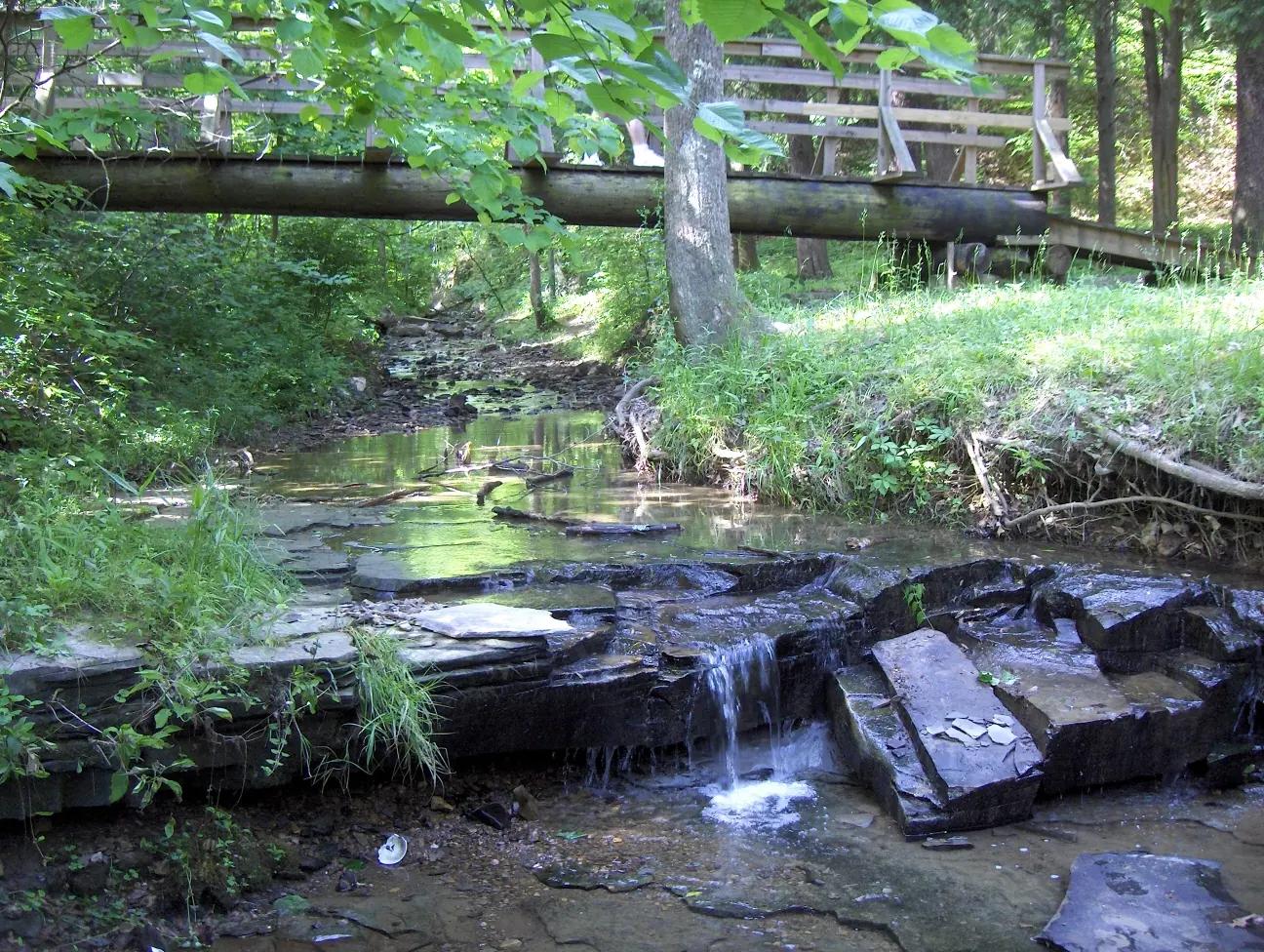 Creek running through a forest nature reserve