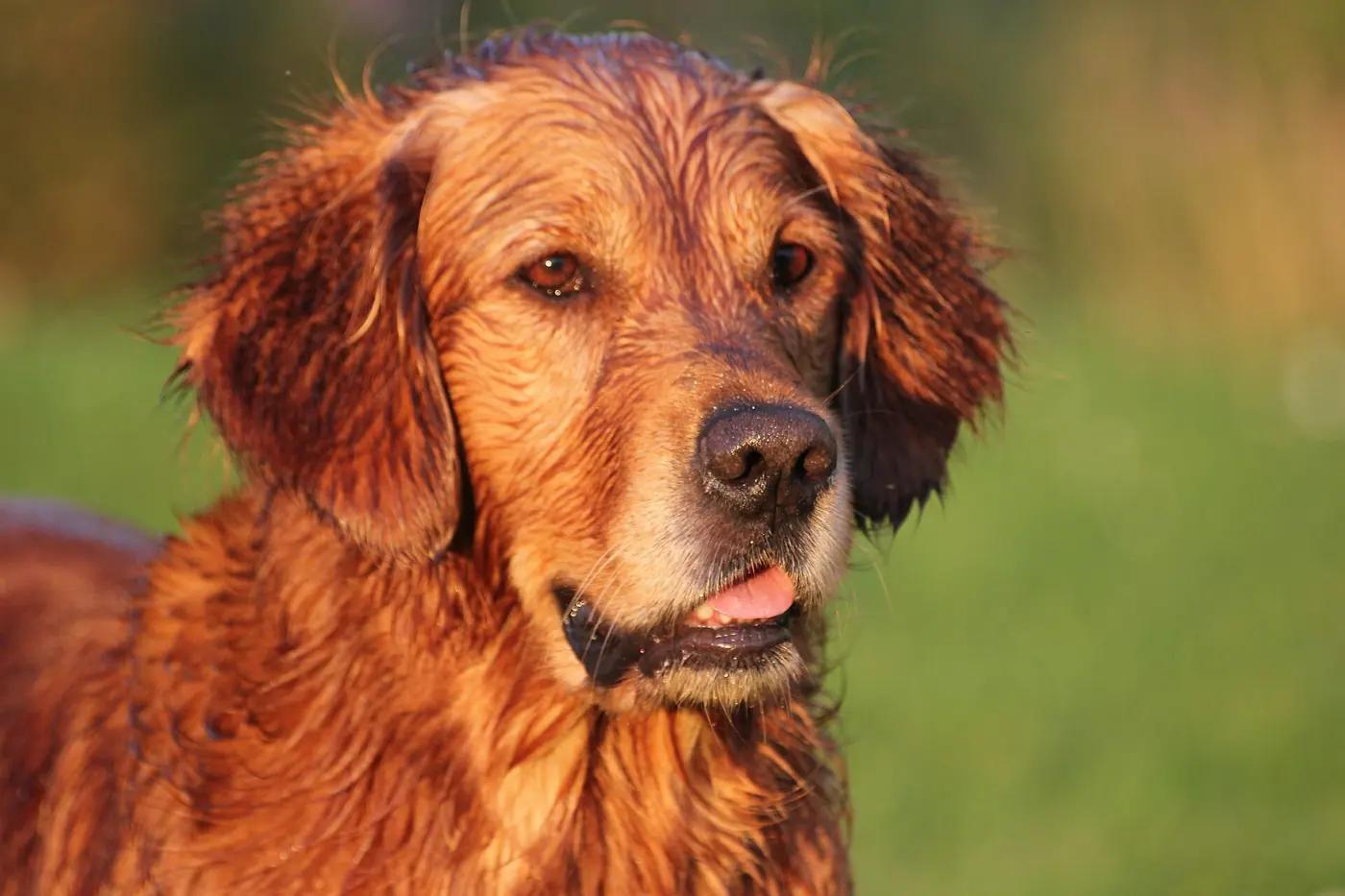 Golden retriever portrait