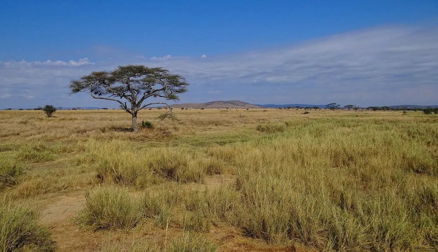 Serengeti savanna landscape