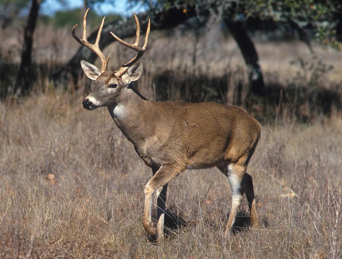 White-tailed deer buck in a forest