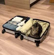 Funny image of a cat leaving home with a suitcase, representing stories of cats hiding or leaving before death