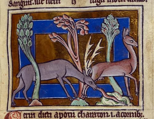Medieval bestiary image of a stag, symbolizing purity, hidden water, and spiritual longing in ancient animal symbolism