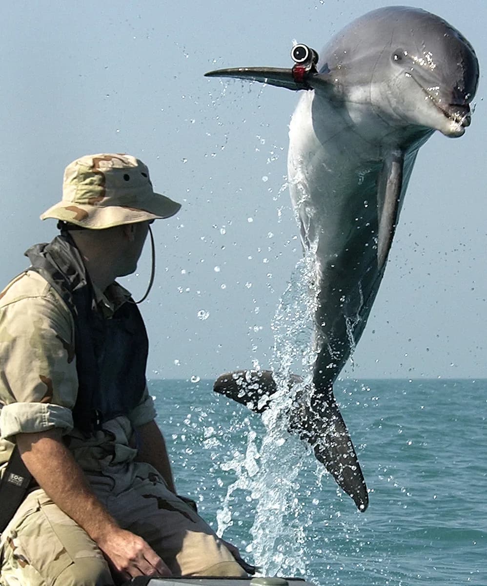 Dolphin leaping from the water with a training device, representing the US Navy Marine Mammal Program and dolphin echolocation research
