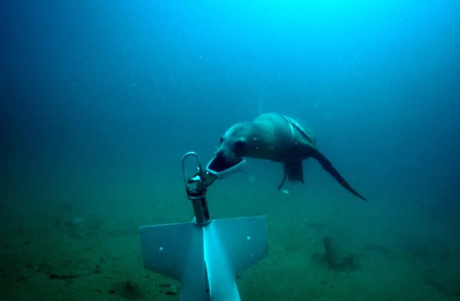 Sea lion with a training device, representing military marine mammal research and underwater object recovery