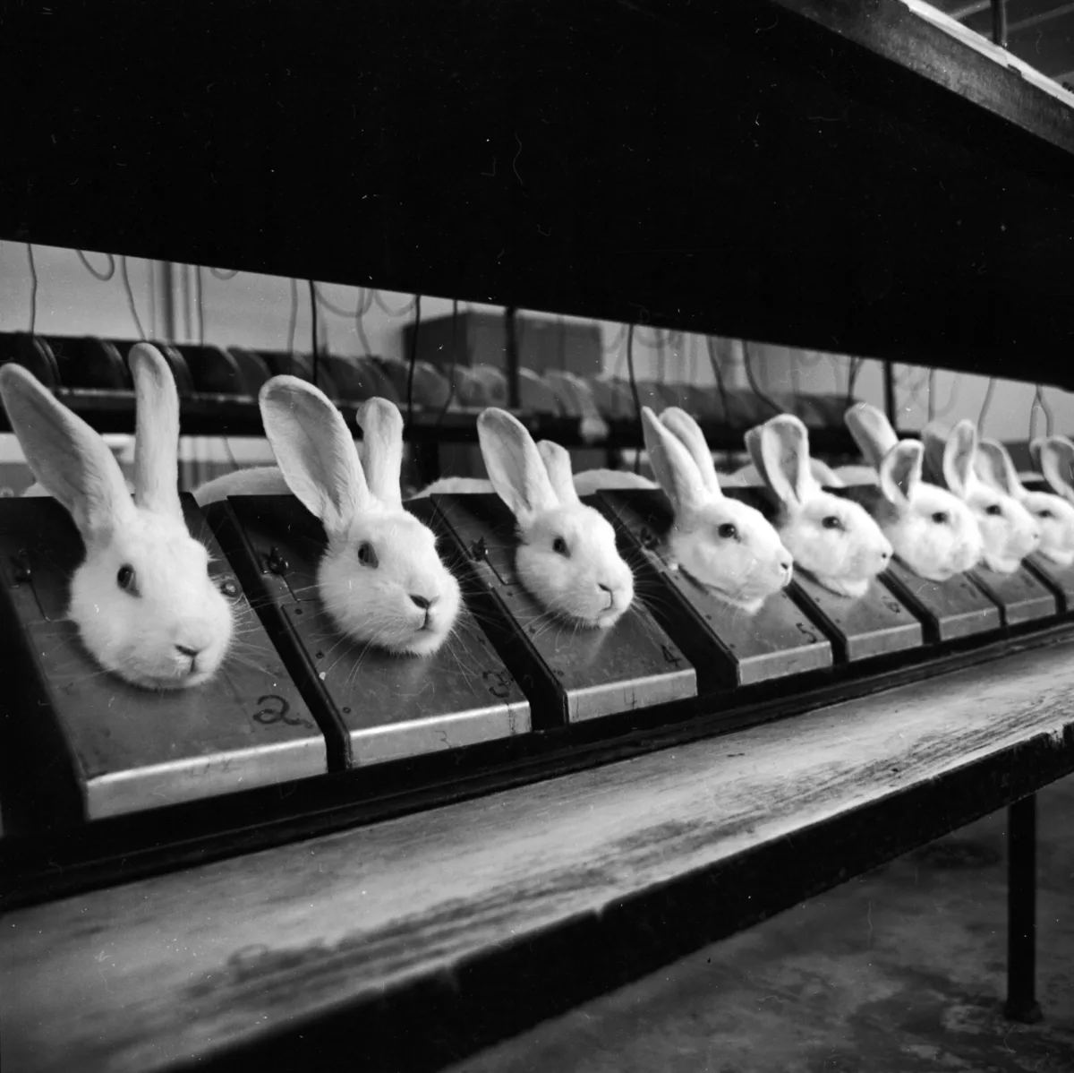 Black and white image representing the controversial Soviet rabbit experiment and Cold War biological radio communication research