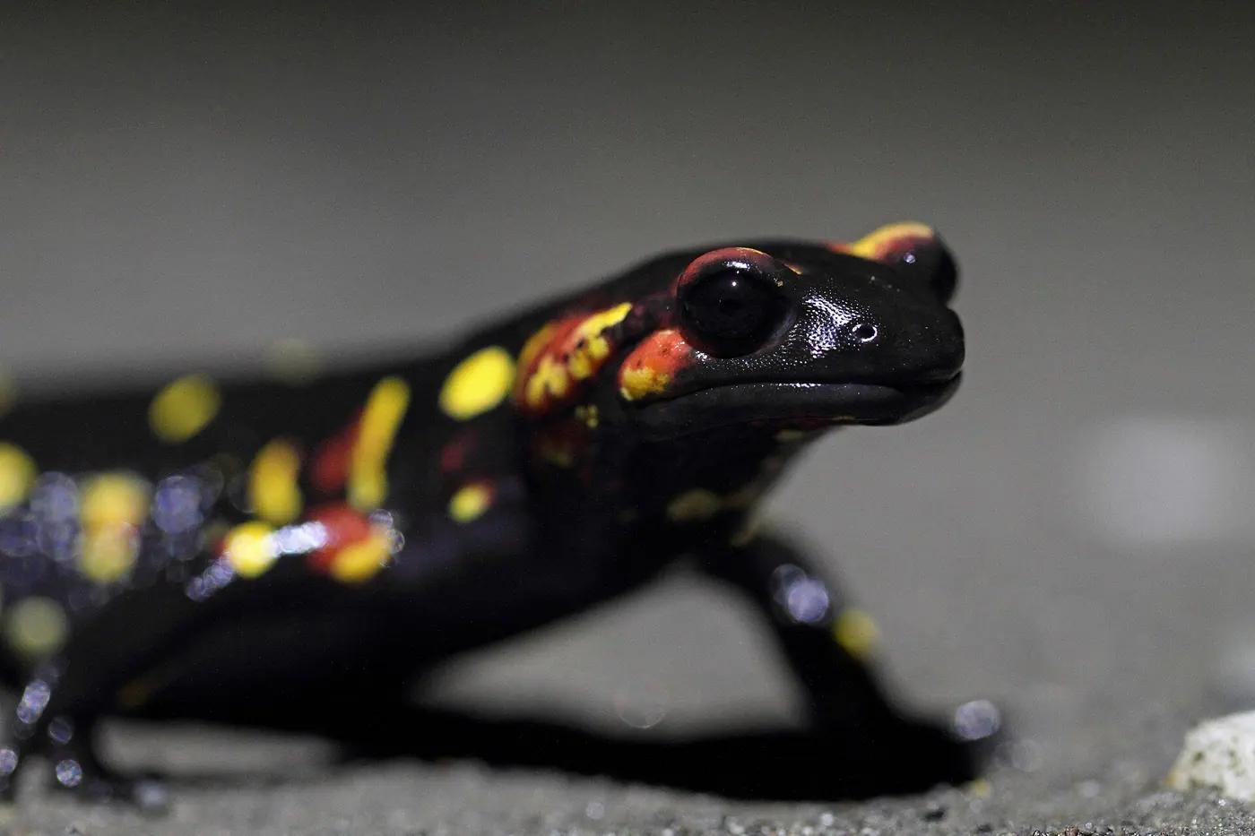 A black and yellow fire salamander on wet gravel at night, lit by a torch