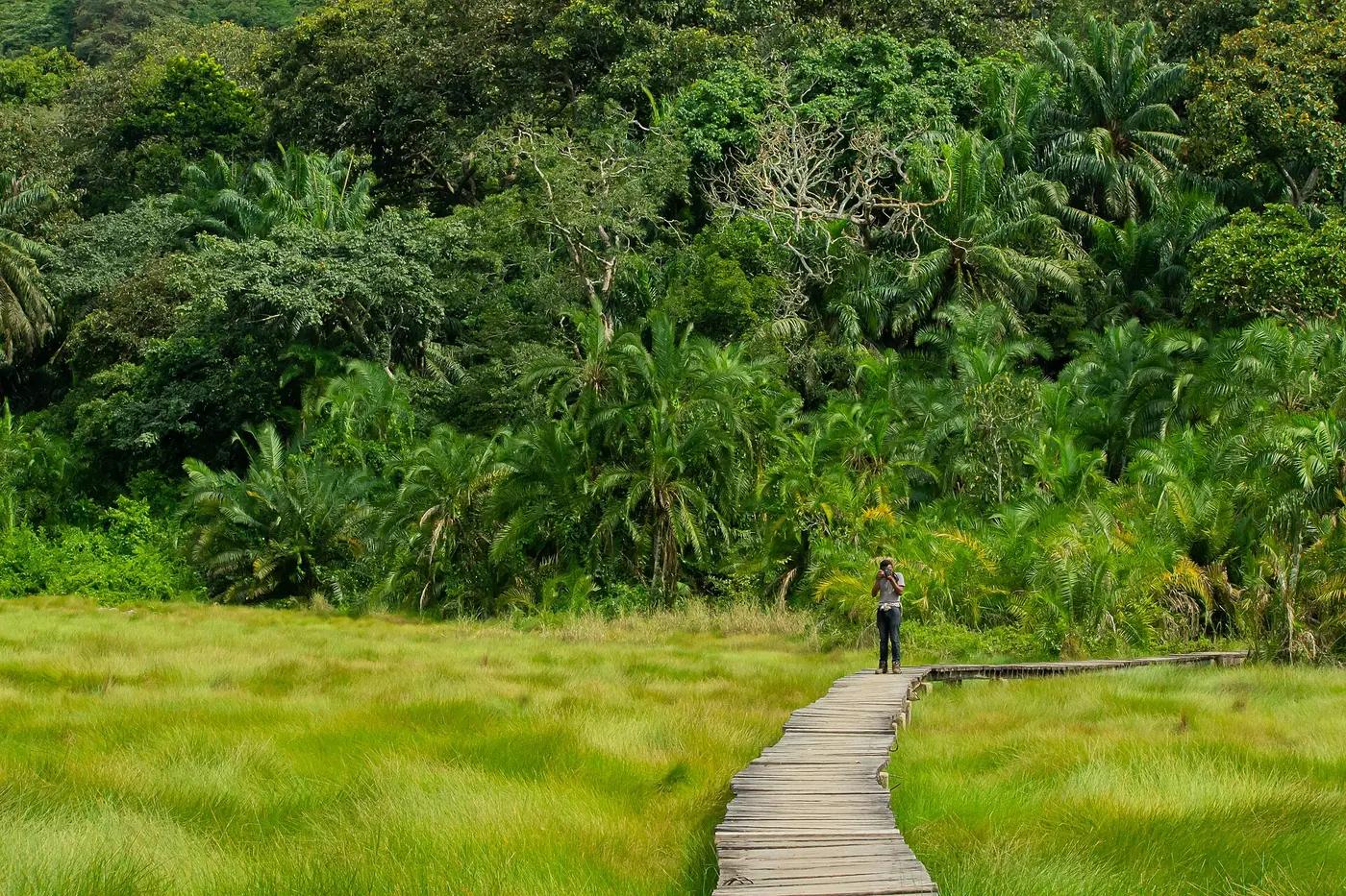 A lone walker photographing from a narrow wooden boardwalk crossing tall grass in front of a forest wall