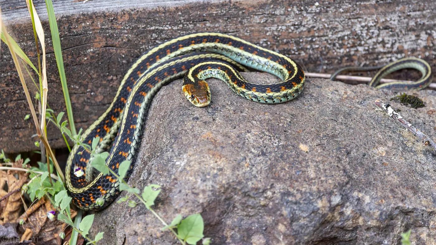 California red-sided garter snake coiled on a rock, photographed from a standing distance