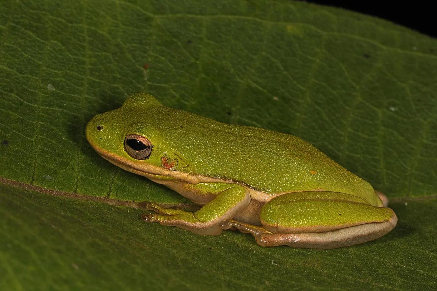 American green tree frog resting on a leaf at night