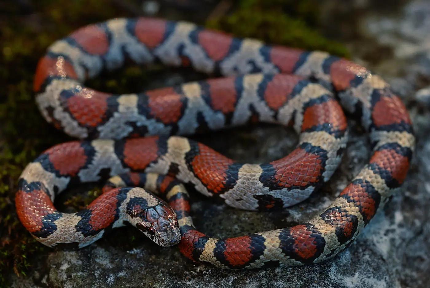 Eastern milk snake with red, black and cream banding coiled on the ground