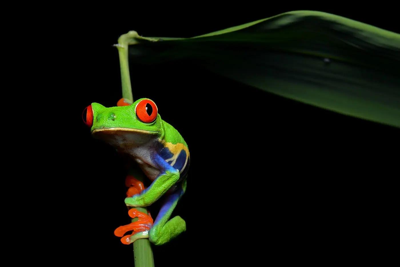 Red-eyed tree frog clinging to a stem with its red eyes open