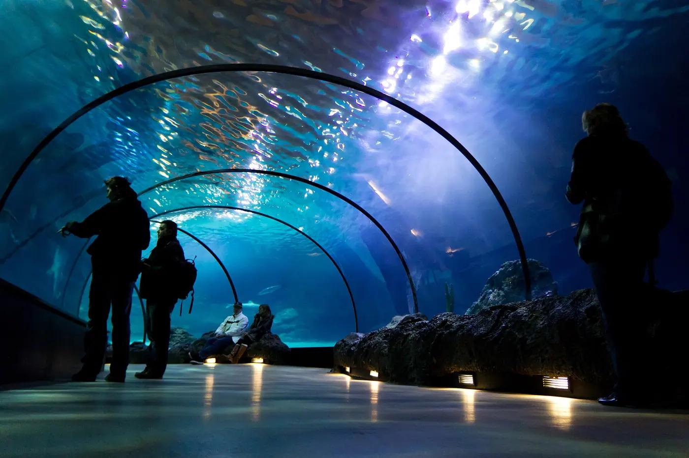 Visitors standing and sitting inside a curved underwater aquarium tunnel with light rippling through the water above