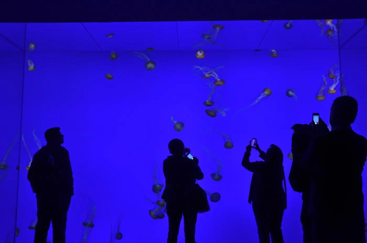 Silhouetted visitors holding up phones in front of a blue-lit jellyfish tank