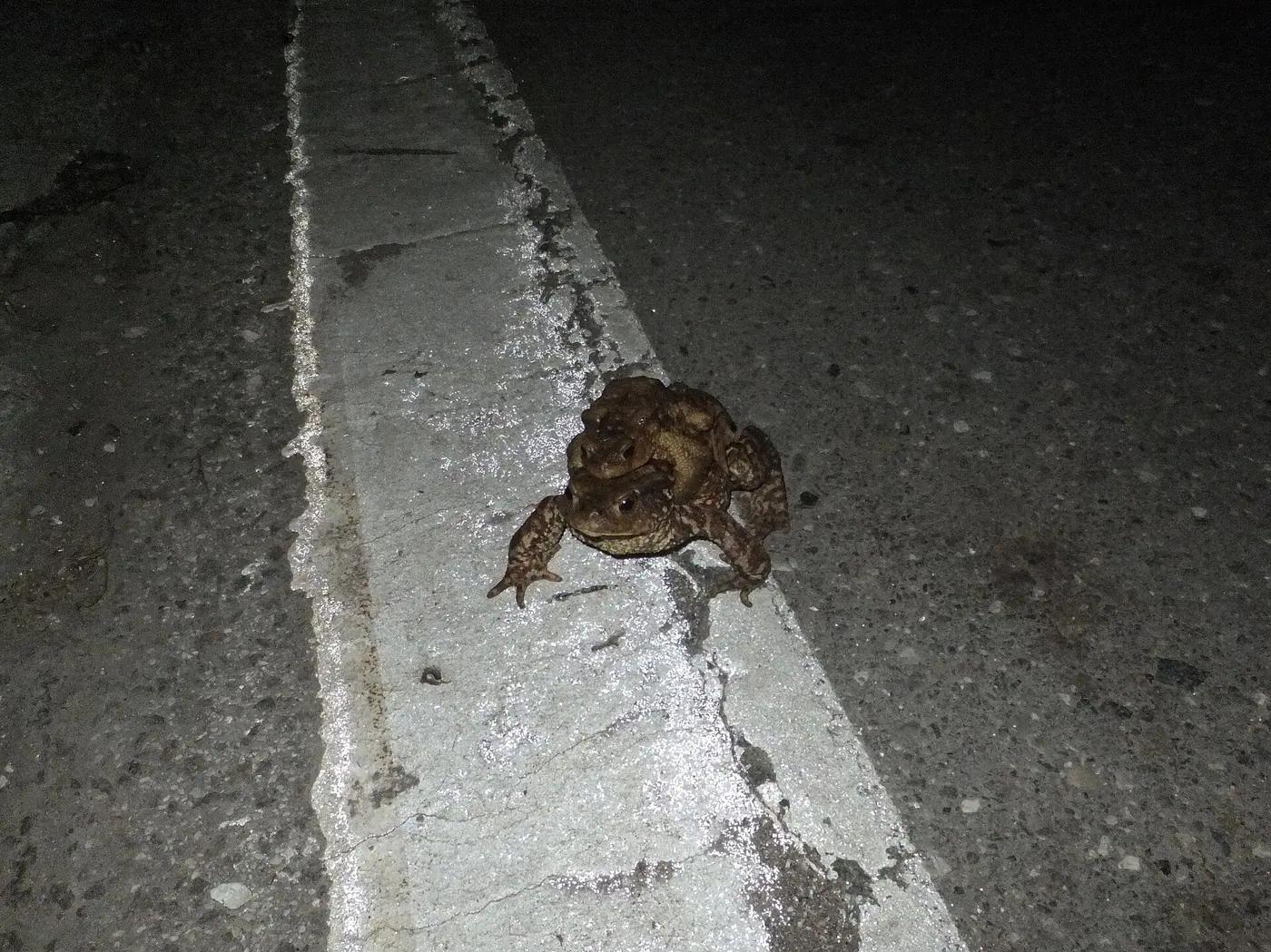 A pair of common toads in amplexus crossing a painted road line at night in torchlight