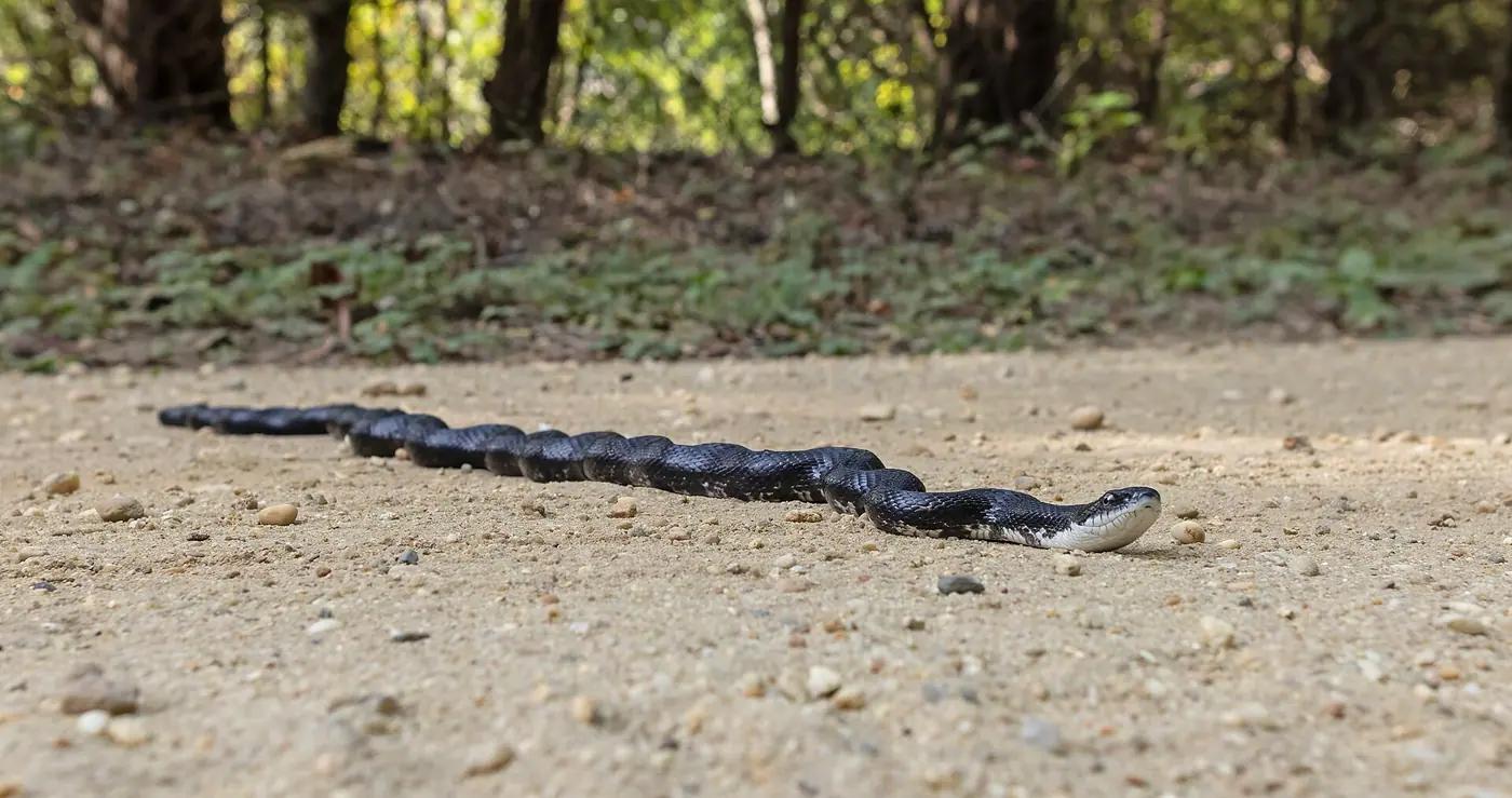 A black rat snake stretched across a sandy forest trail